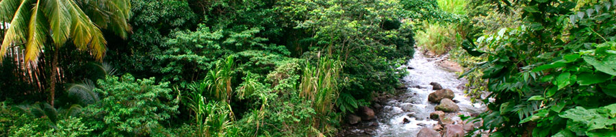 Dominica